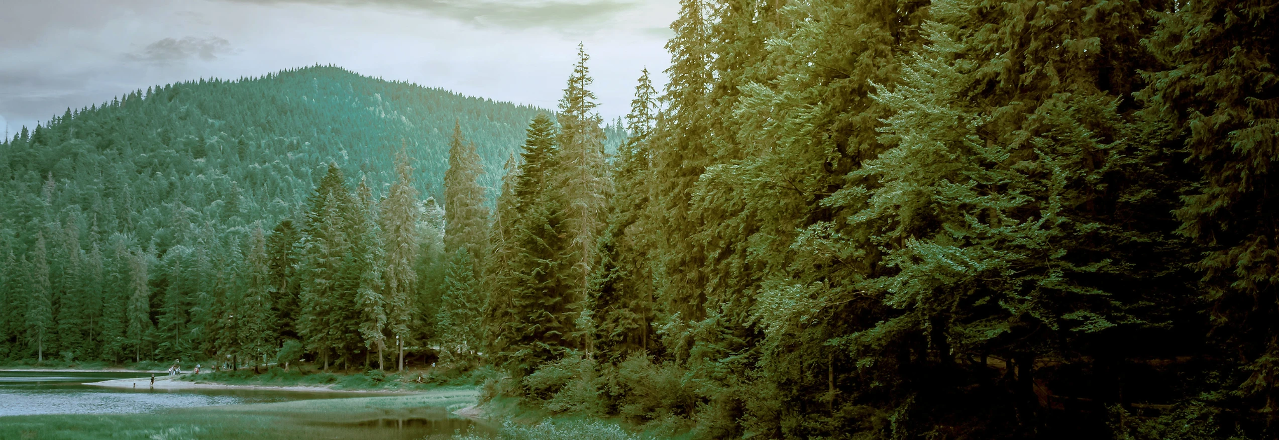 Full-Moon-Over-Forest
